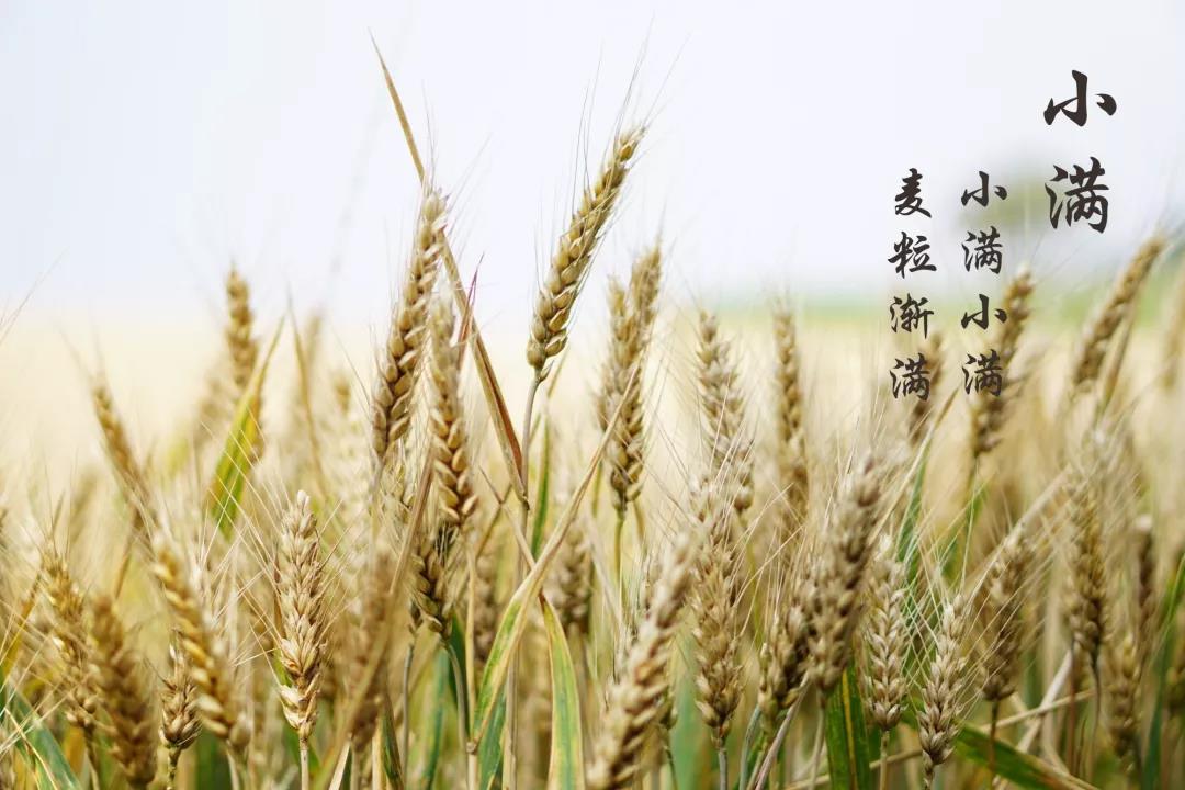格琳斯英语