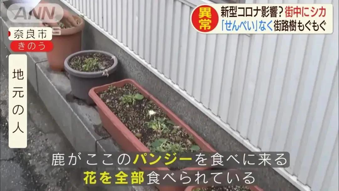 格琳斯英语